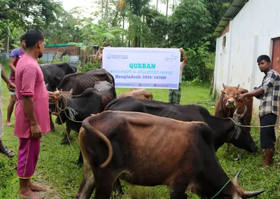 Cattle for Qurban beside a Qurban 2018 banner